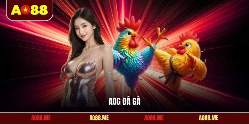 AOG đá gà